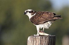 Osprey